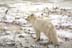 Arctic fox standing on tundra