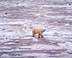 Polar bear walking on ice-covered edge of Husdon Bay