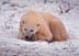 Polar bear laying on snow-covered ground