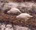 Two Ptarmigan on ground, white coloring