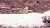 Snowy owl sitting on snow mound