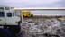 Tundra buggies and small buses gathered around a resting polar bear