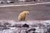 Polar bear sitting in windy spot near edge of ice-covered pond