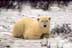 Polar bear resting on ground, front paws tucked under