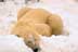 Polar bear resting with head in snow