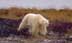 Polar bear walking near field of long grasses
