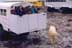 Photographers on balcony of small tour bus, photographing nearby polar bear