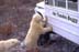 Polar bear on hind legs looking into small tour bus