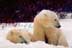 Two polar bears resting in snow