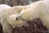 Close-up of two polar bears locked together play fighting