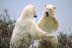 Close-up of two polar bears standing on hind legs and play fighting